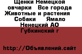 Щенки Немецкой овчарки - Все города Животные и растения » Собаки   . Ямало-Ненецкий АО,Губкинский г.